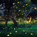 mejor época para ver las luciérnagas en Tailandia